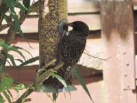 Starling showing the spots on the plumage