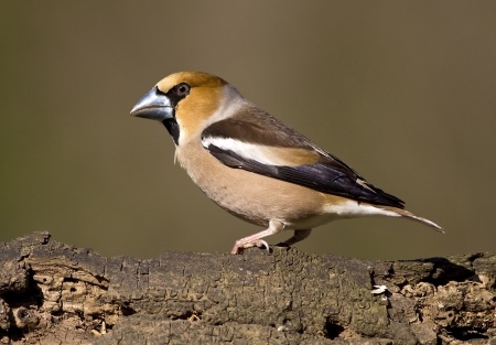 Hawfinch