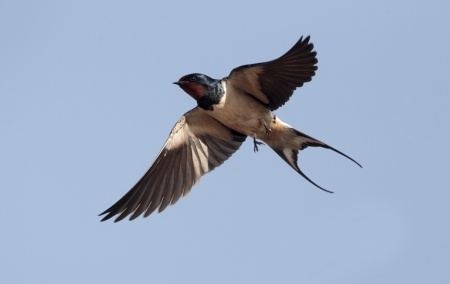 Swallow