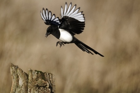 Magpie