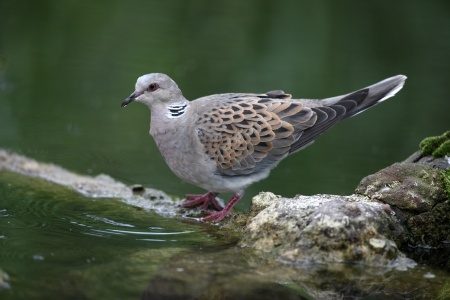 Turtle Dove