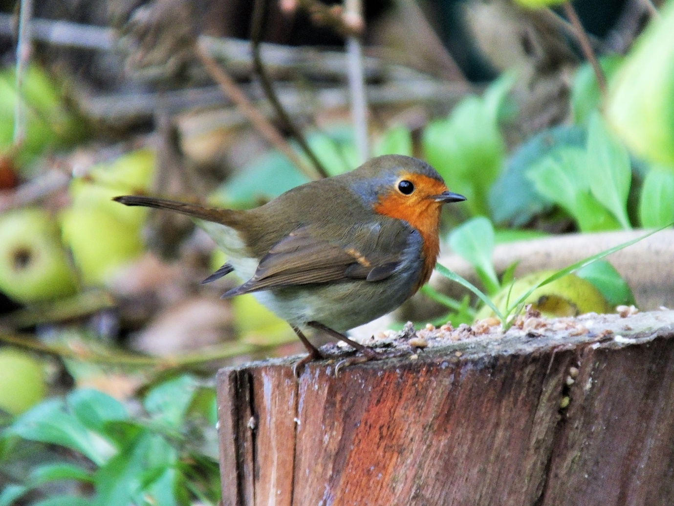 Bird Feeder