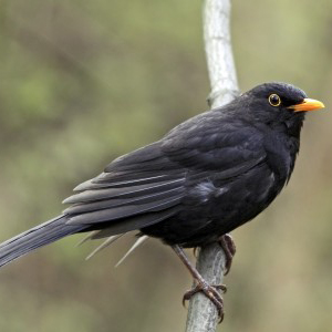 Blackbird