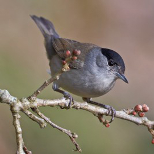 Blackcap