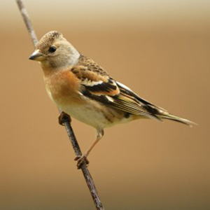 Brambling