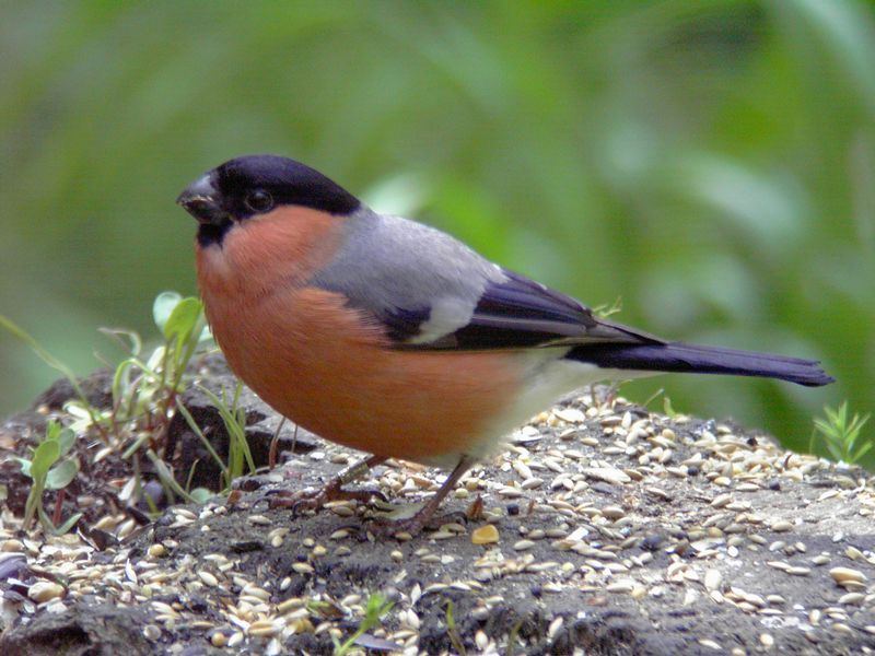 Bullfinch