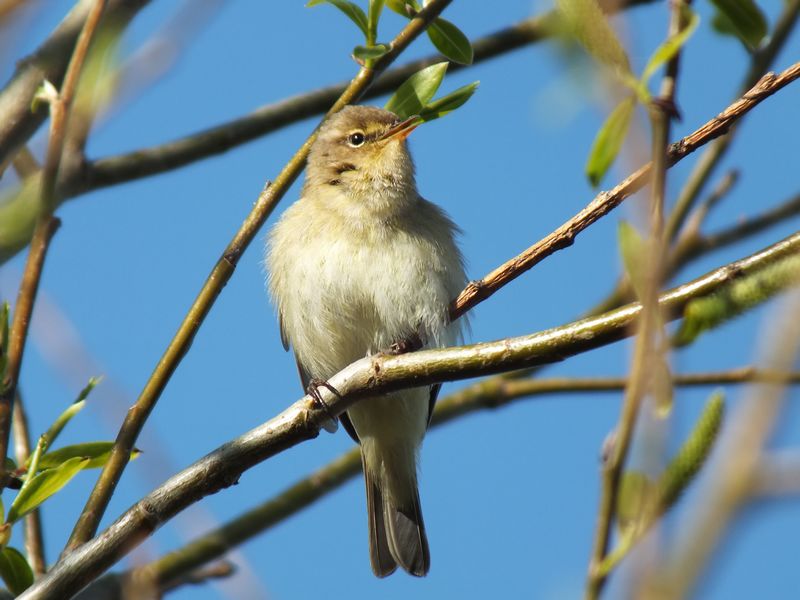 Chiffchaff