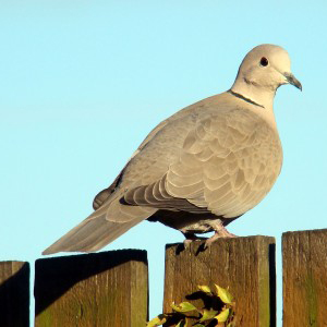 Collared Dove