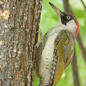 Green Woodpecker