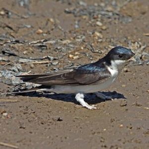 House Martin