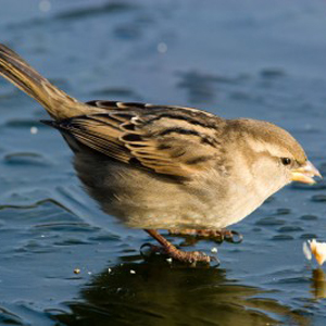 House Sparrow