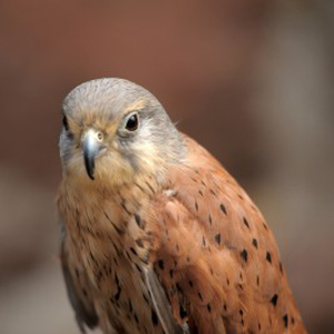 Kestrel