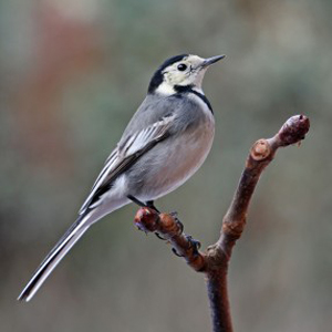 Pied Wagtail