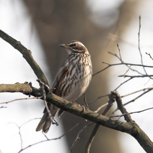 Redwing