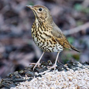 Song Thrush