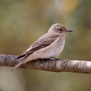 Spotted Flycatcher