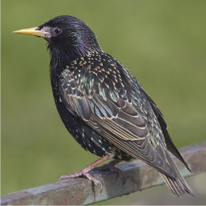 Starling