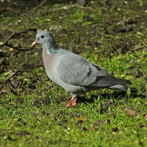 What is the scientific name for a dove?