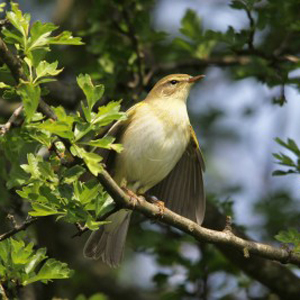 Willow Warbler