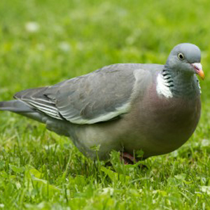 Wood Pigeon