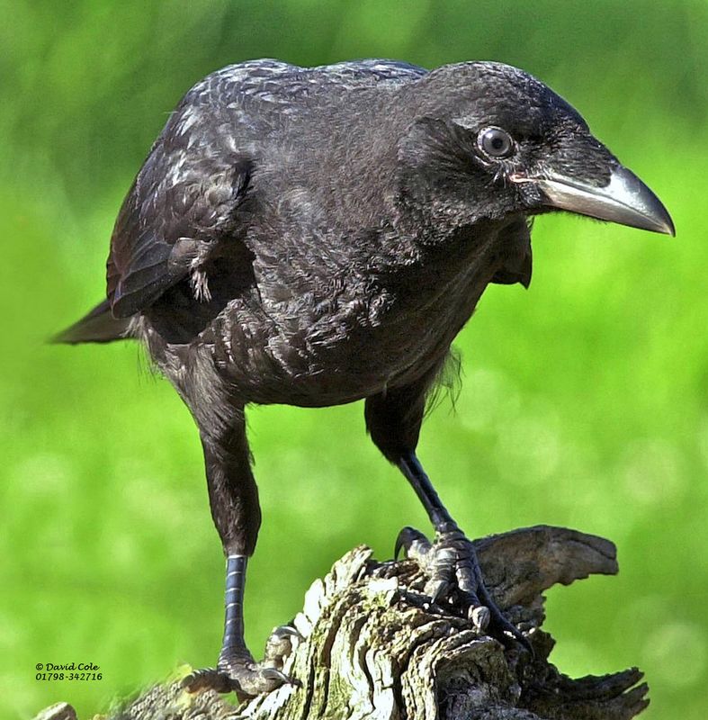 Carrion Crow