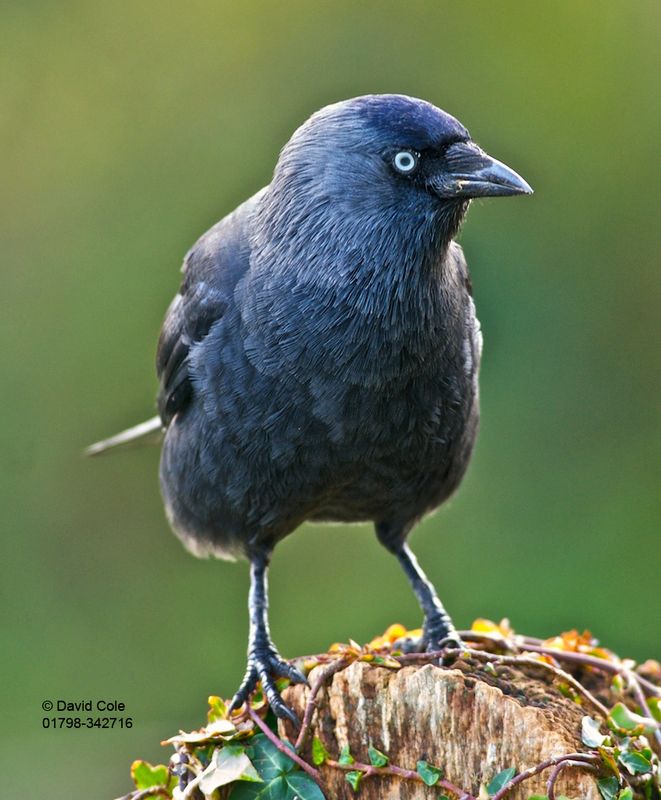 Jackdaw