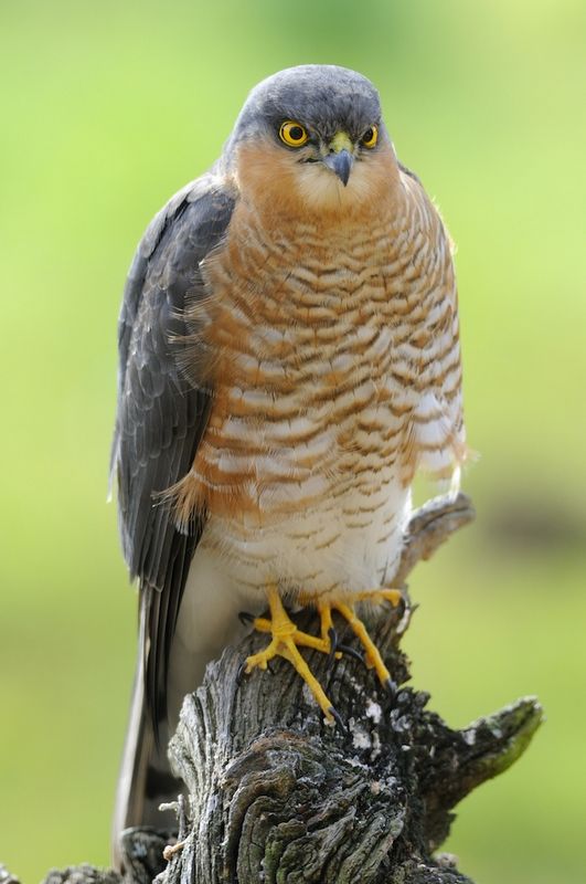 Sparrowhawk