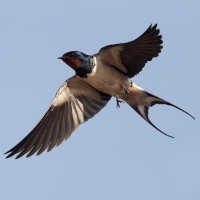 Swallow