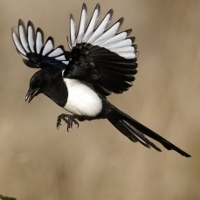 Magpie