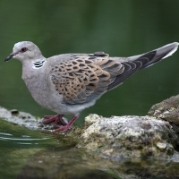 Turtle Dove