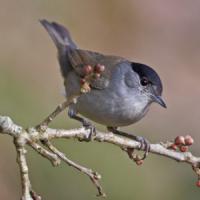 Blackcap