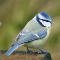 Blue Tit