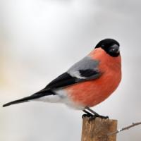 Bullfinch