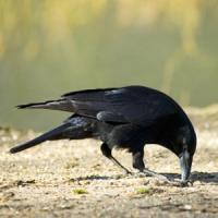 Carrion Crow