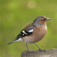 Chaffinch