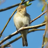 Chiffchaff