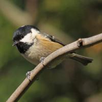 Coal Tit