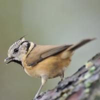 Crested Tit