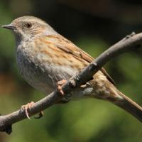 Dunnock