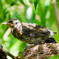 Fieldfare