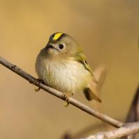 Goldcrest