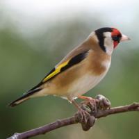 Goldfinch