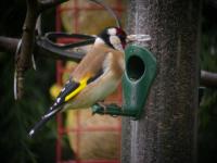 Goldfinch2