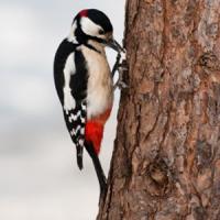 Great Spotted Woodpecker