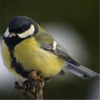 Great Tit