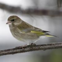 Greenfinch