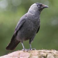 Jackdaw