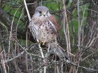 Kestrel2