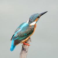 Kingfisher