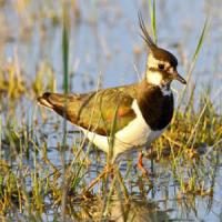 Lapwing